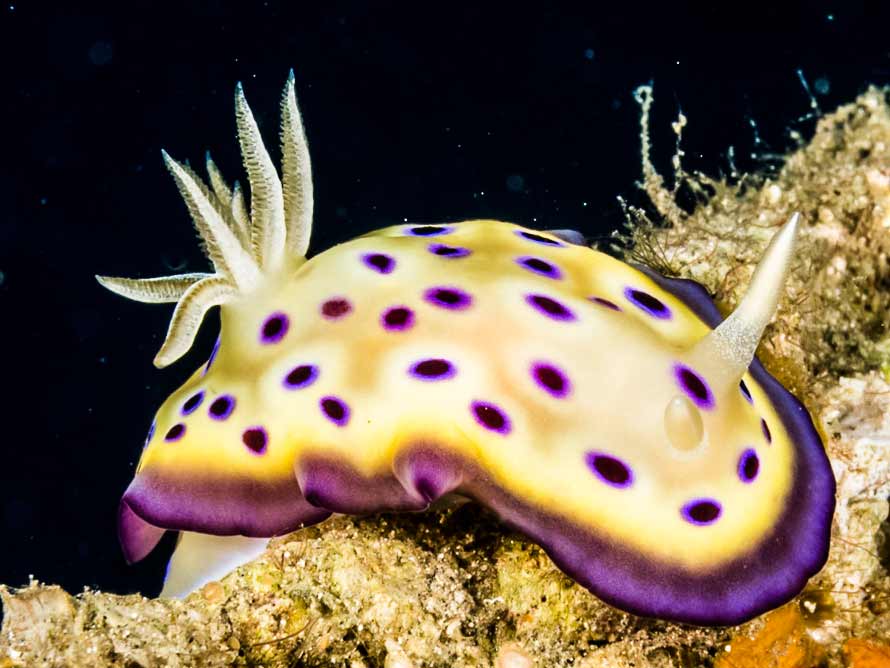 Goniobranchus kuniei